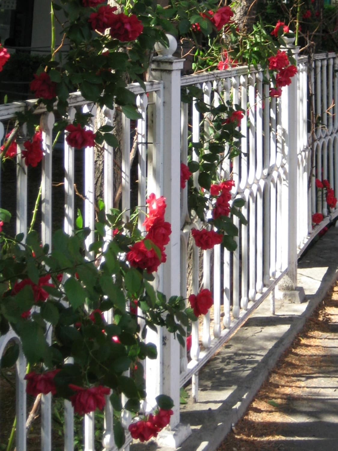 캐논 익서스 70 익시 10 canon ixus 70 빈티지 디카 상품이미지10