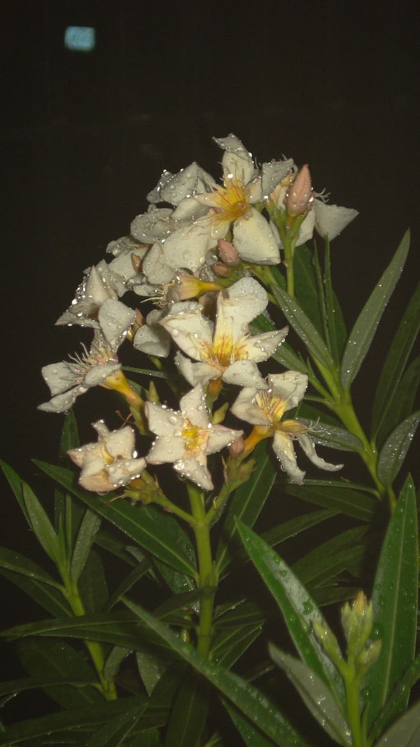 SONY DSC-W35 소니 사이버 샷 실버(이번주까지만 할인) 상품이미지3