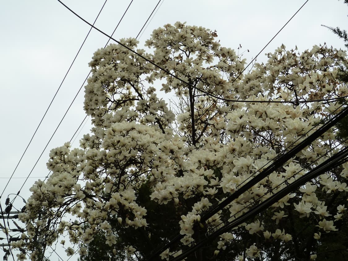 (작례 O) 파나소닉 루믹스 dmc fx66 베이비블루 상품이미지7