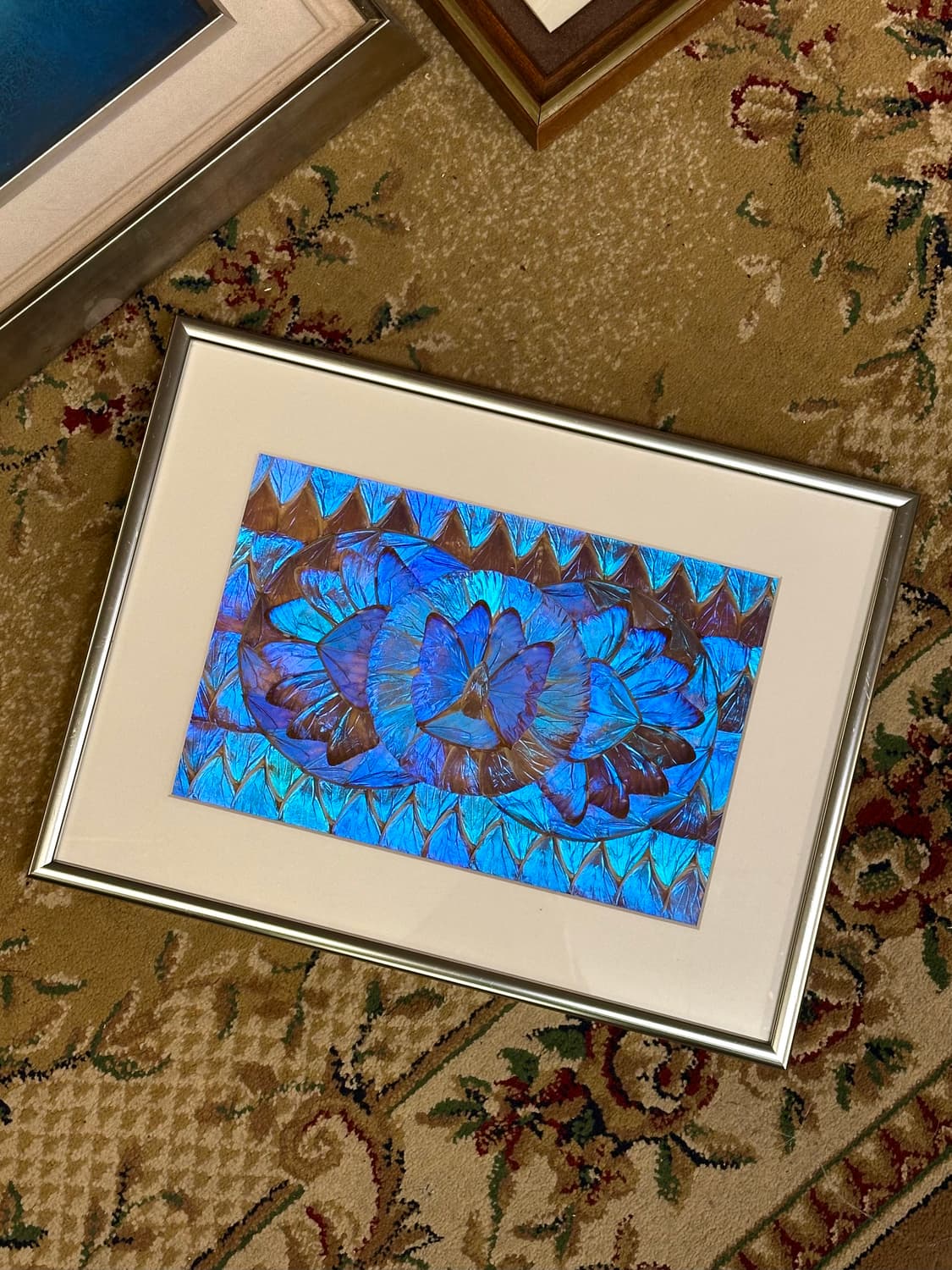 빈티지 브라질 모르포 버터플라이 윙 콜라주 아트 액자 상품이미지6