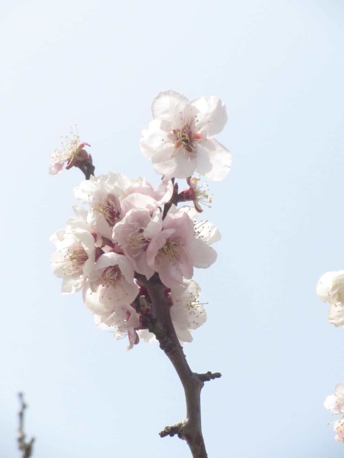 캐논 PowerShot SX230 HS (벚꽃 작례 O) 상품이미지2