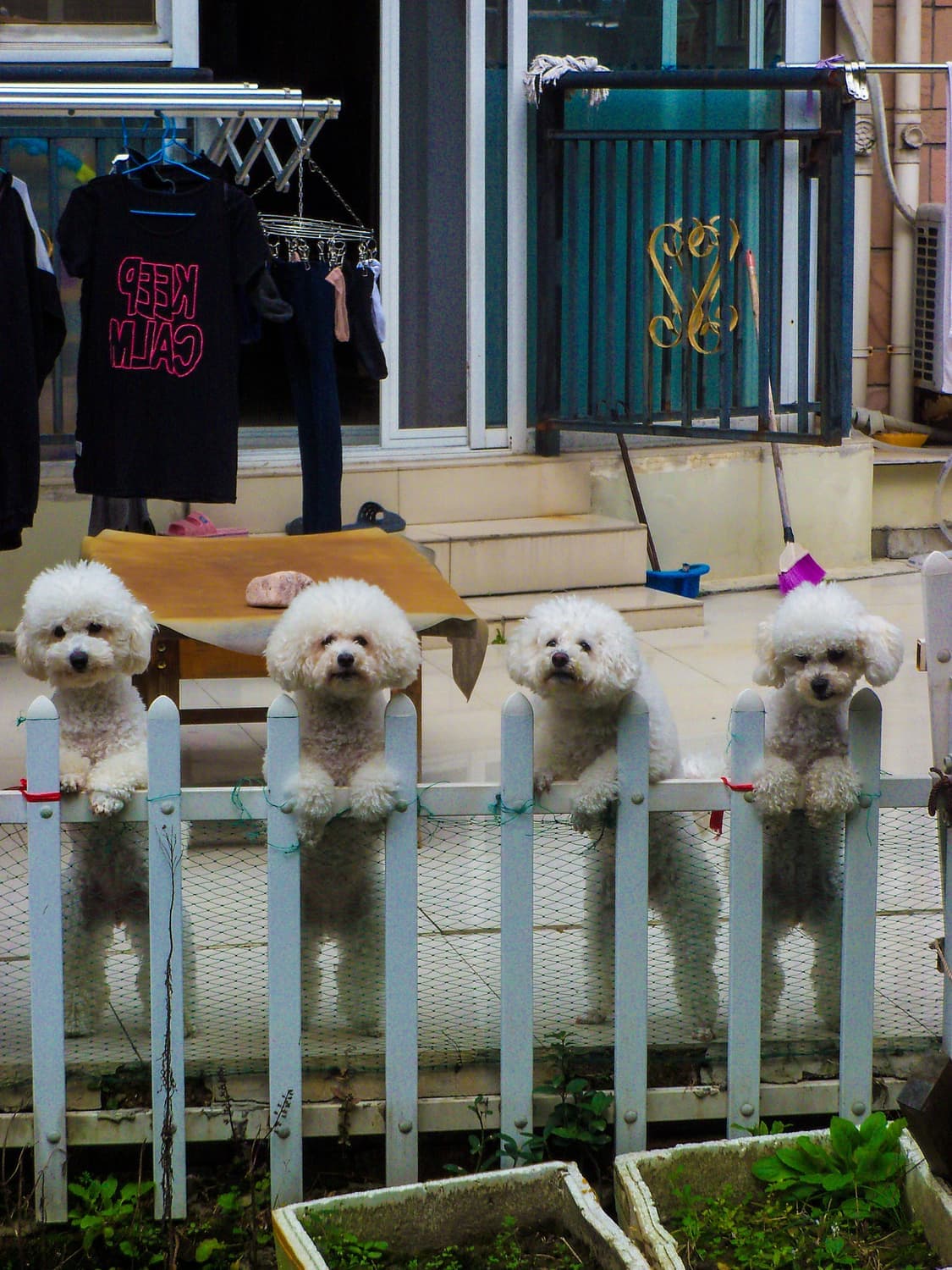 코닥 이지쉐어 Kodak easyshare c190 빈티지디카 디카 상품이미지9