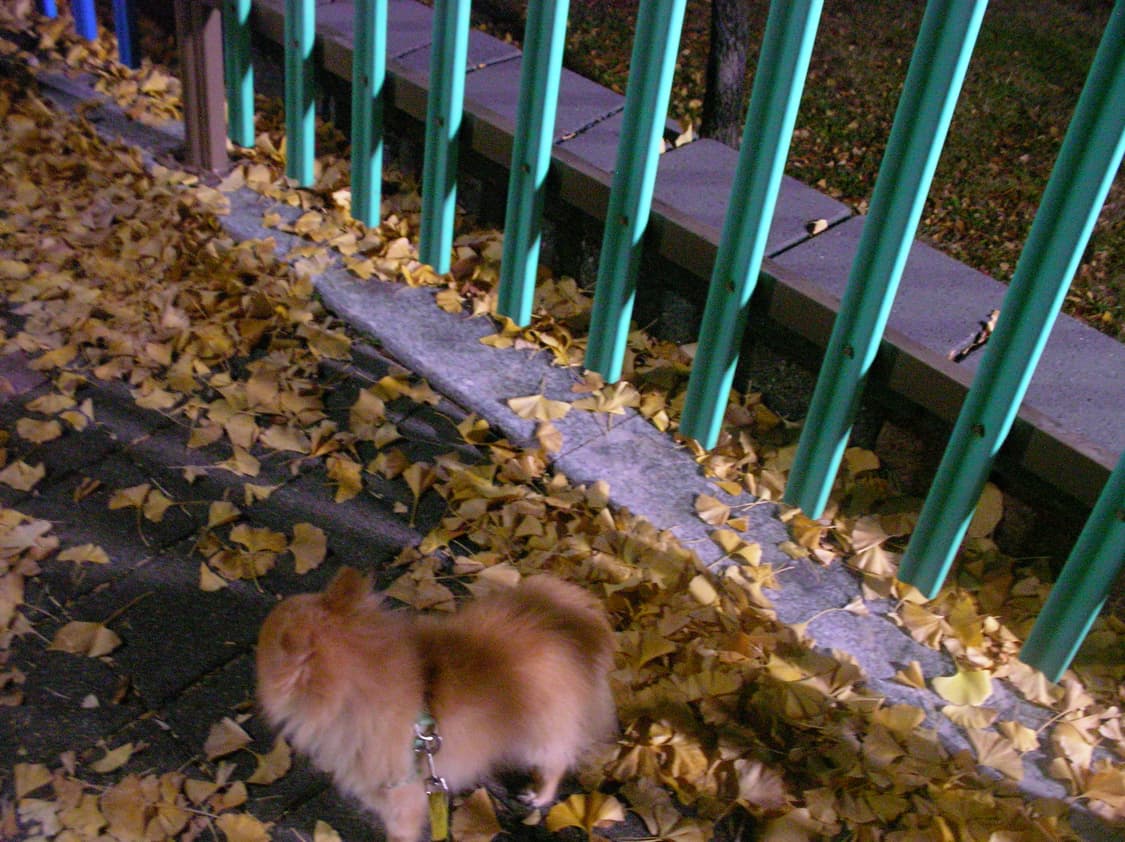 산요작티 c4/풀구성/정품충전기/작례포함 상품이미지9