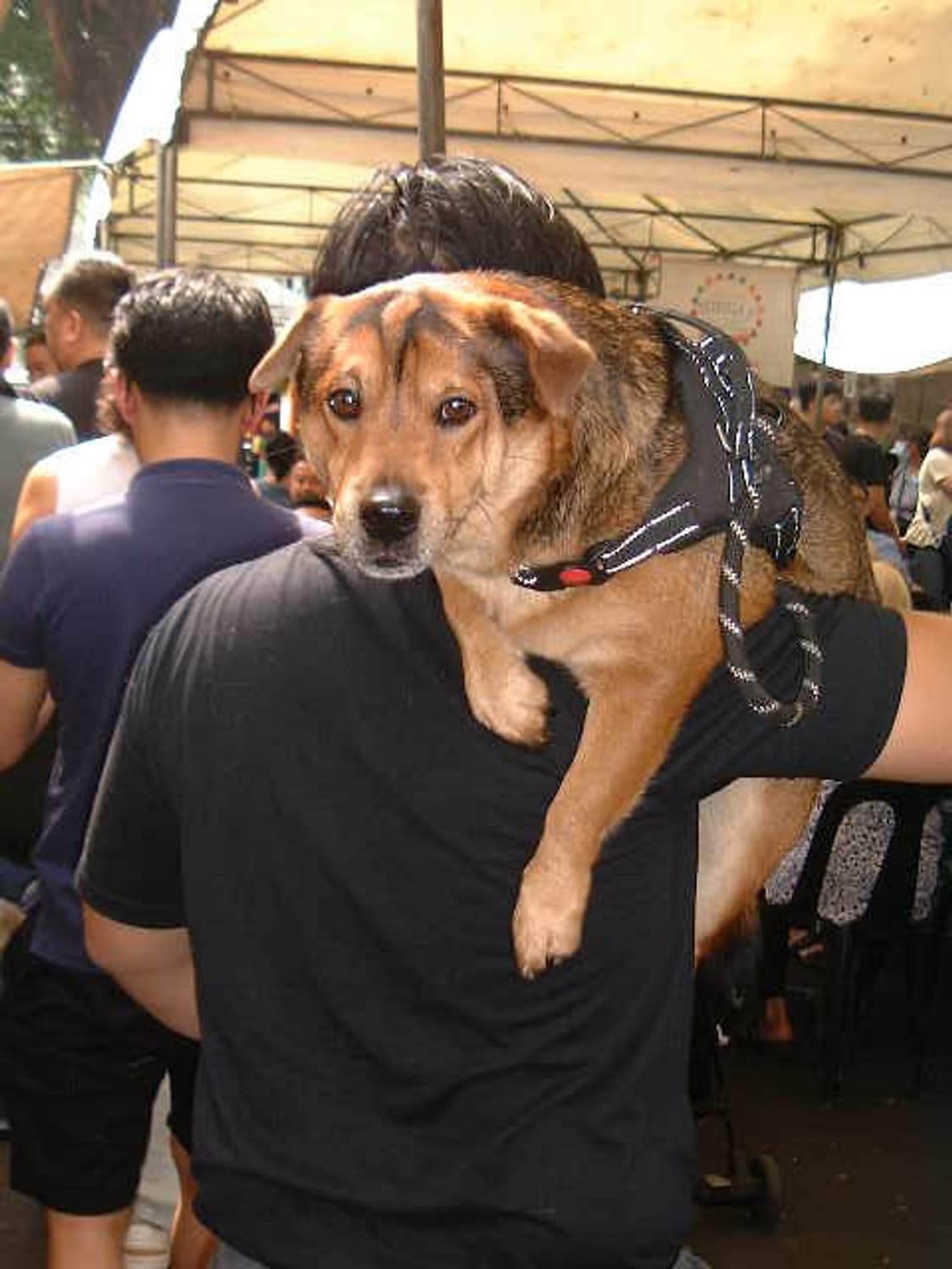 필름 명가! 라이카 디지룩스 줌 상품이미지7