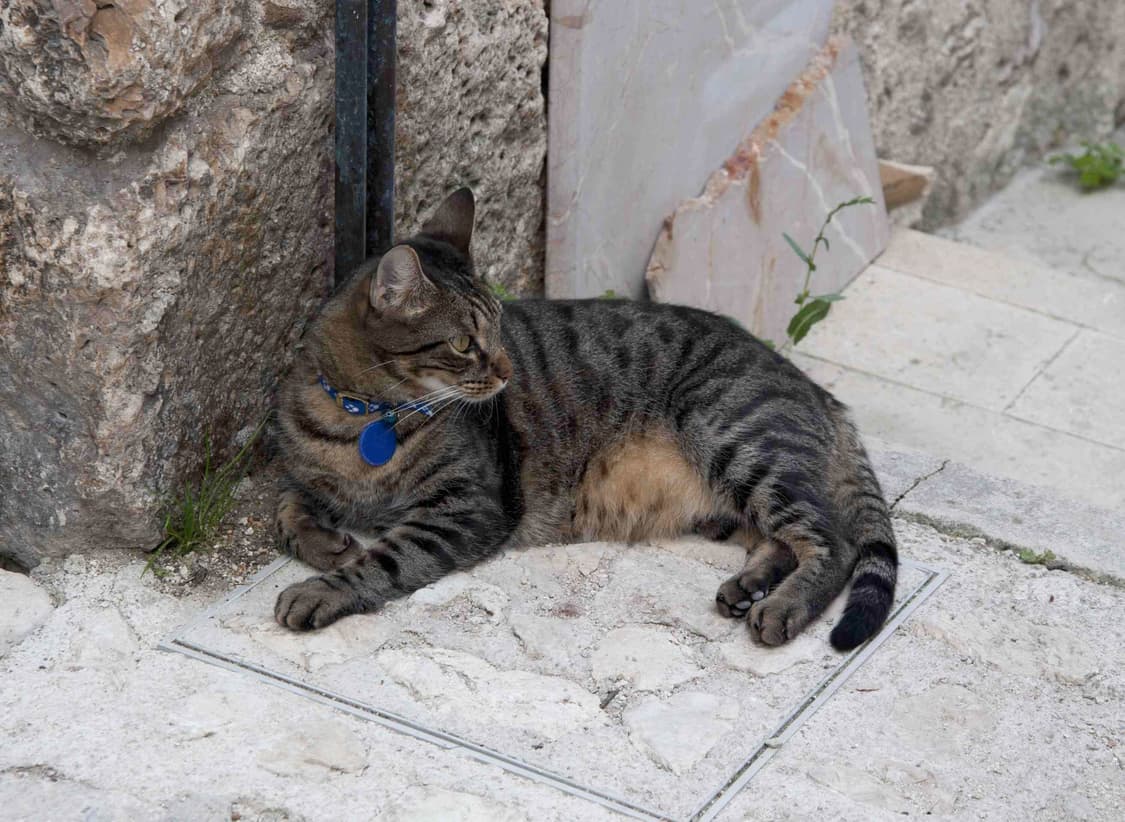 Fujifilm Finepix Z1 (후지필름 파인픽스 Z1) 상품이미지8