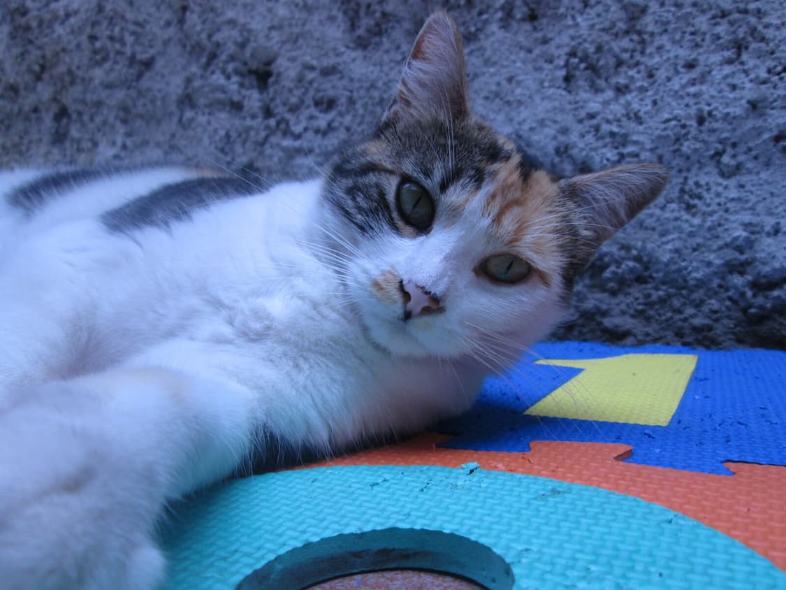 캐논 파워샷 A2400IS 빈티지 디카 판매합니다 상품이미지9