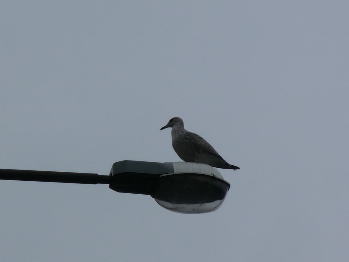 [라이카&웜톤!] 파나소닉 루믹스 DMC-FX150 디지털카메라 상품이미지9