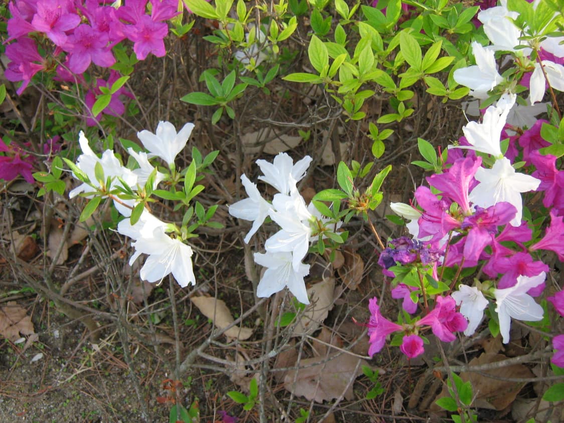 작례o) 캐논 파워샷 A460 Canon PowerShot 빈티지 디카 상품이미지8