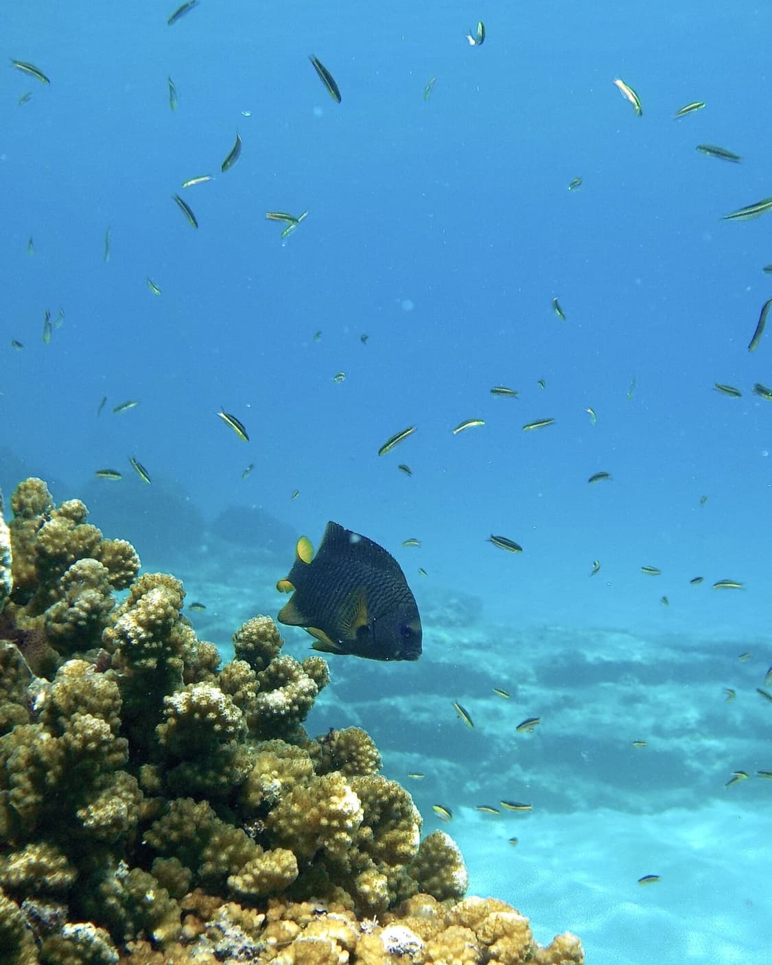 Near mint!) 니콘 NIKON COOLPIX S33 빈티지 디카 상품이미지10