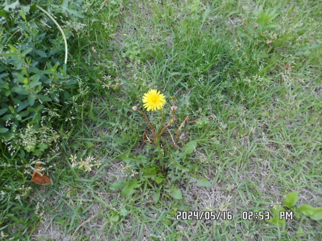 삼성 MV800 미러팝 디지털 카메라 화이트 한효주 디카 상품이미지9