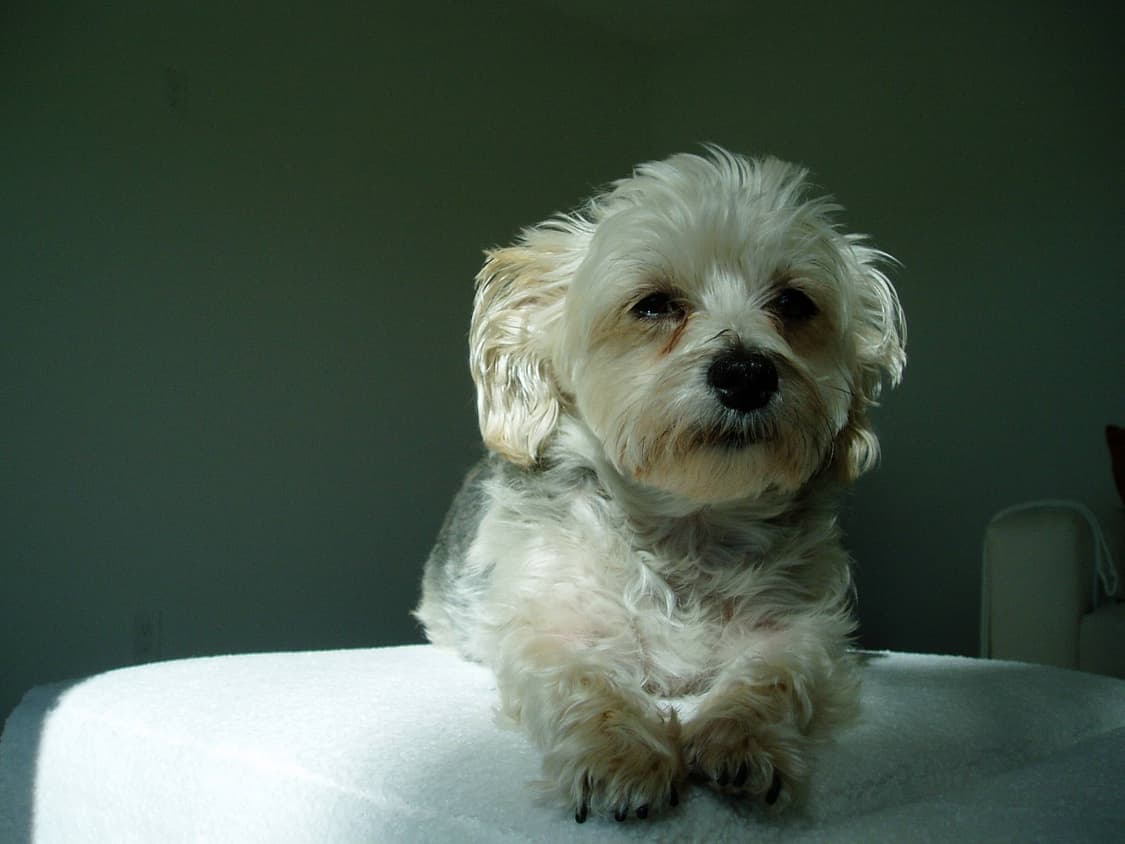 올림푸스 뮤 300 빈티지 디카 판매합니다 상품이미지7