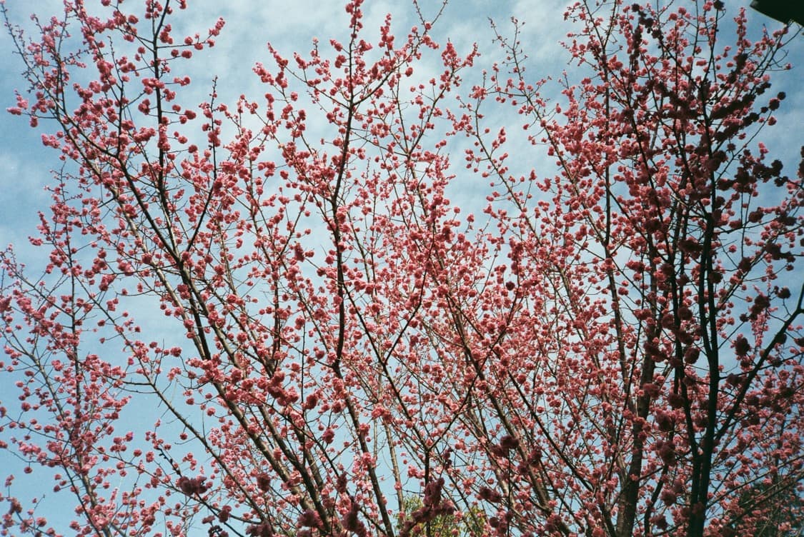 올림푸스 뮤[mju:] ZOOM 필름 카메라 70mm (빈티지 카메라) 상품이미지8