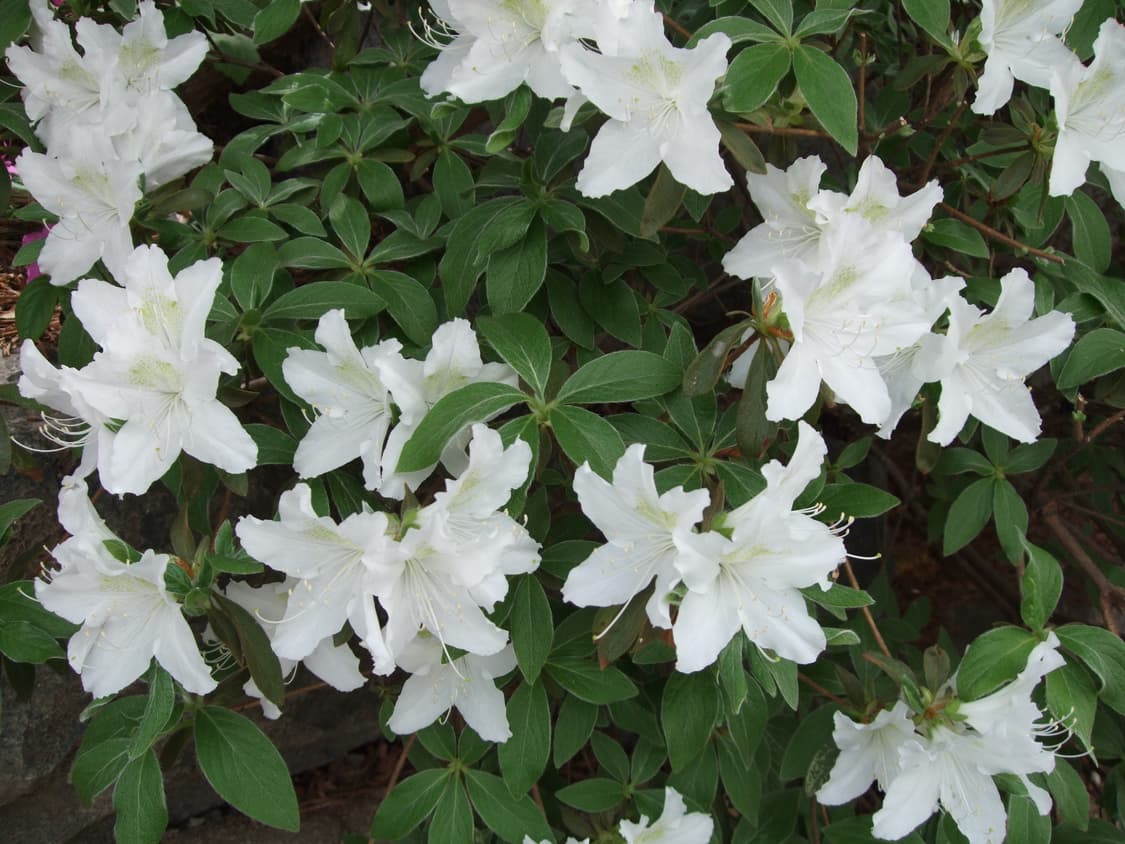 ♡정품 배터리 포함♡ 후지필름 파인픽스 F50FD 디카 디지털 카메라 상품이미지5