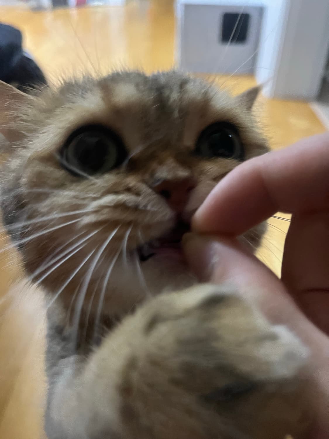 고양이 상품이미지6