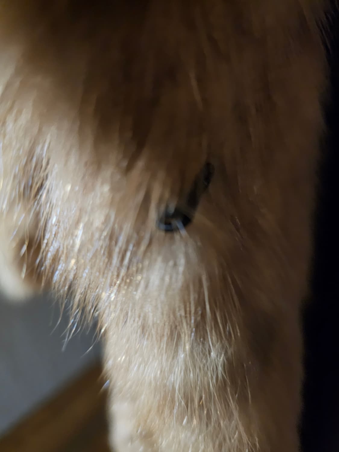 모조에스핀 천연세이블퍼 코트 상품이미지7