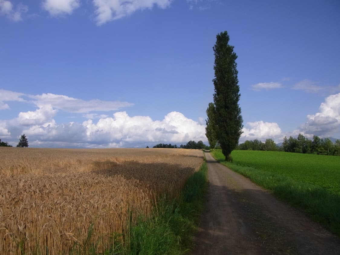 리코cx2 (필카색감) 귀한매물 작례있음 상품이미지8