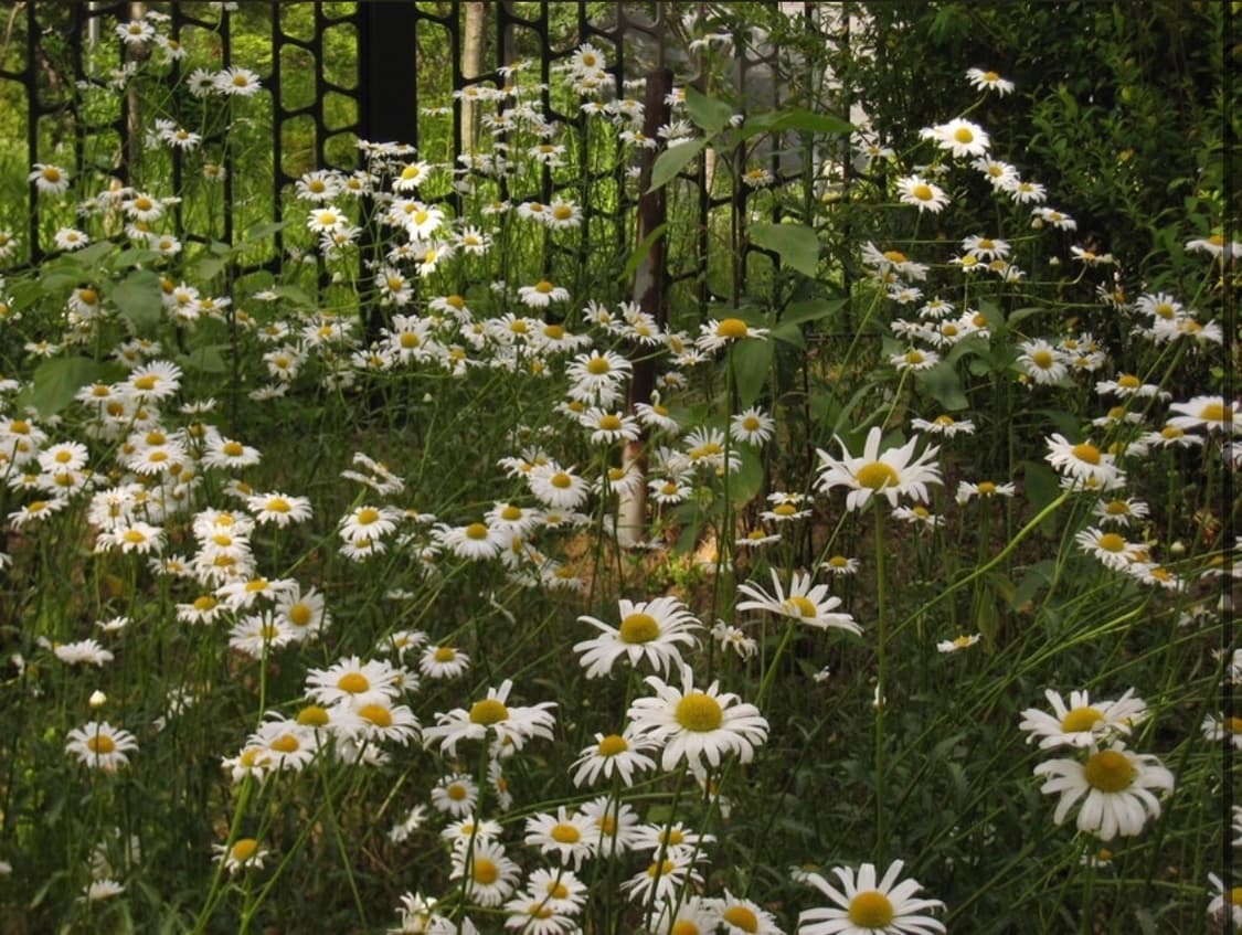 [NCT재민!] 캐논 IXY 900IS(IXUS 850IS) 디지털카메라 상품이미지2