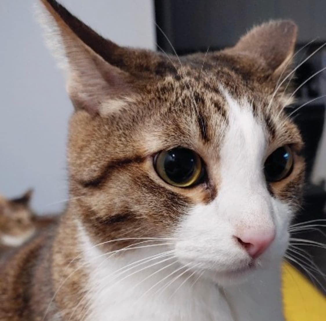 Sankuanz(산쿠안즈) 제품들 구합니다 상품이미지1