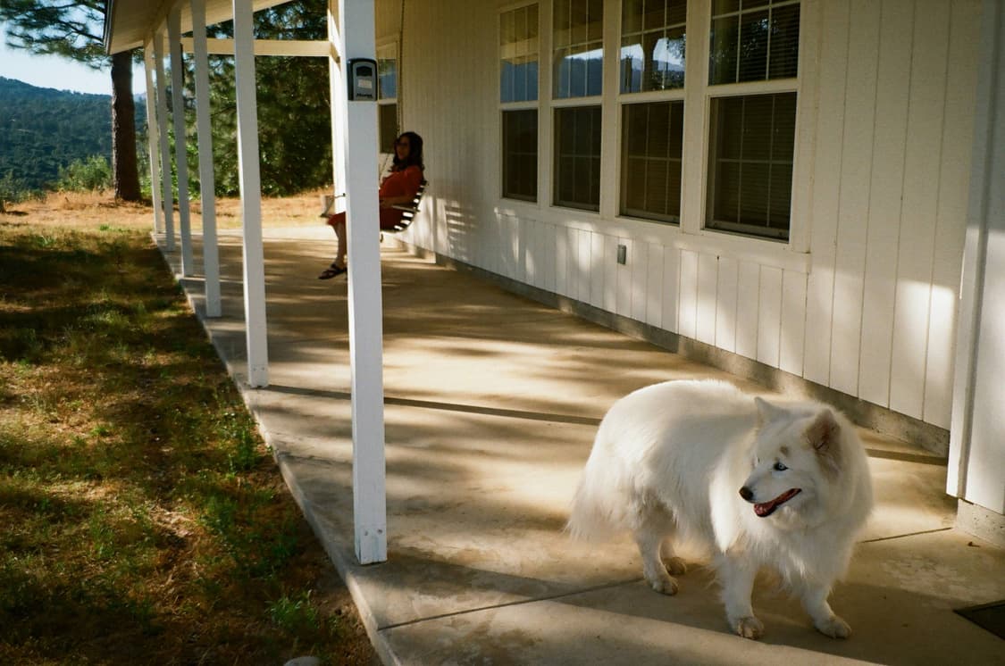 작례O 대표 아이콘 펜탁스 iq zoom 60 데이트 필름카메라 빈티지  상품이미지6