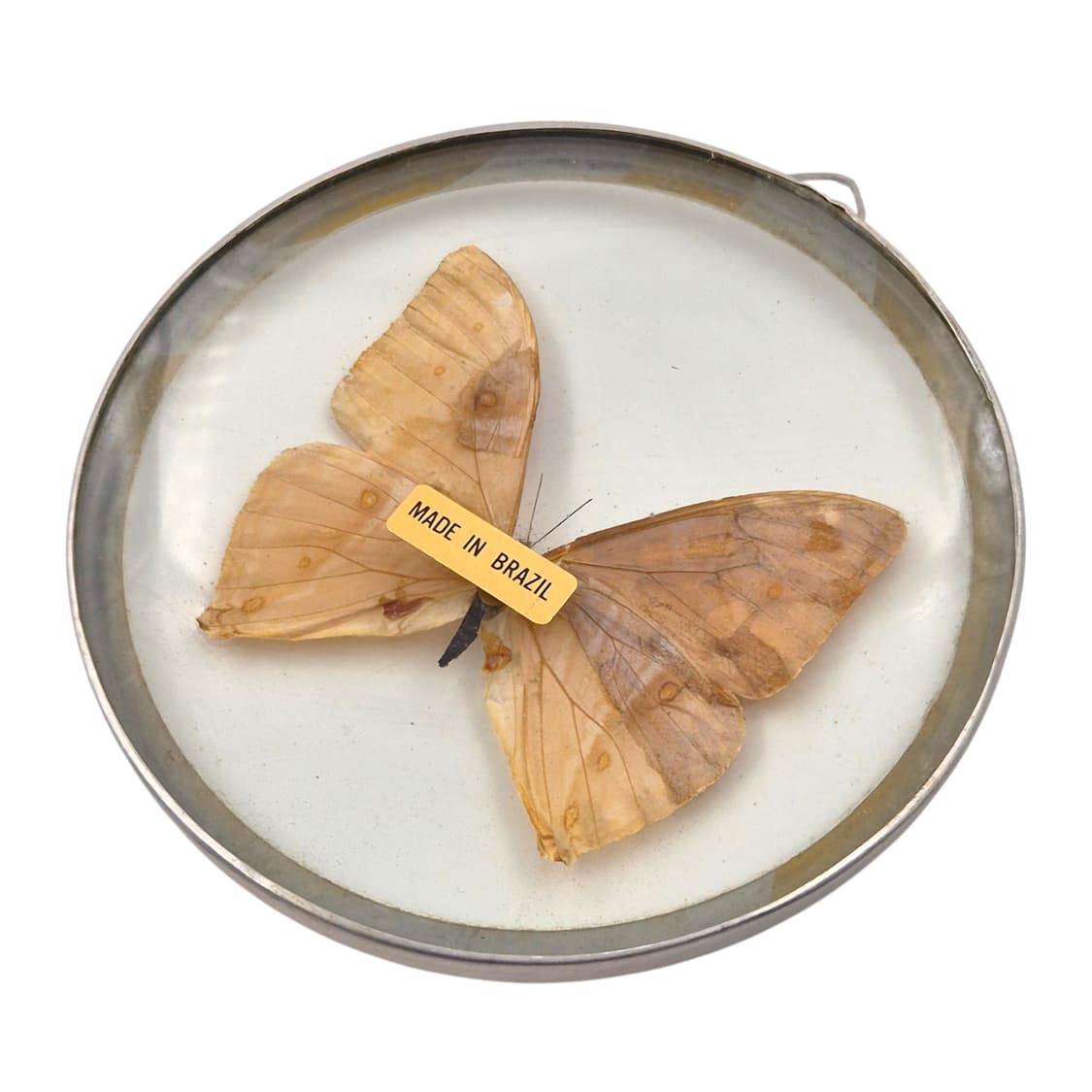 70s 브라질 모르포 빅 나비 글라스 반구 벽걸이 상품이미지4