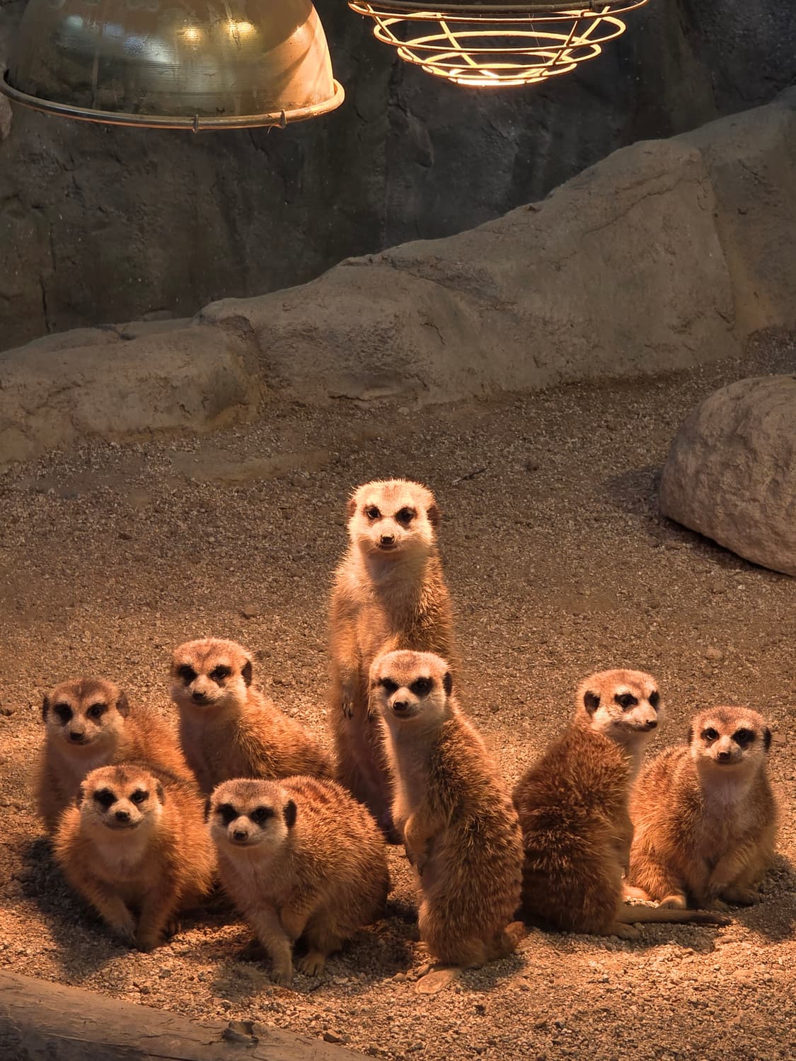 베이비플로랄링 us4 사이즈 구합니다 상품이미지1