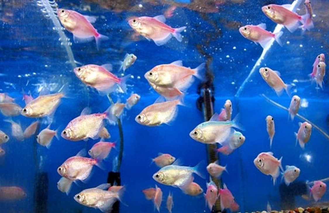 캐논 파워샷 G12 디카 (빈티지 카메라) 상품이미지10