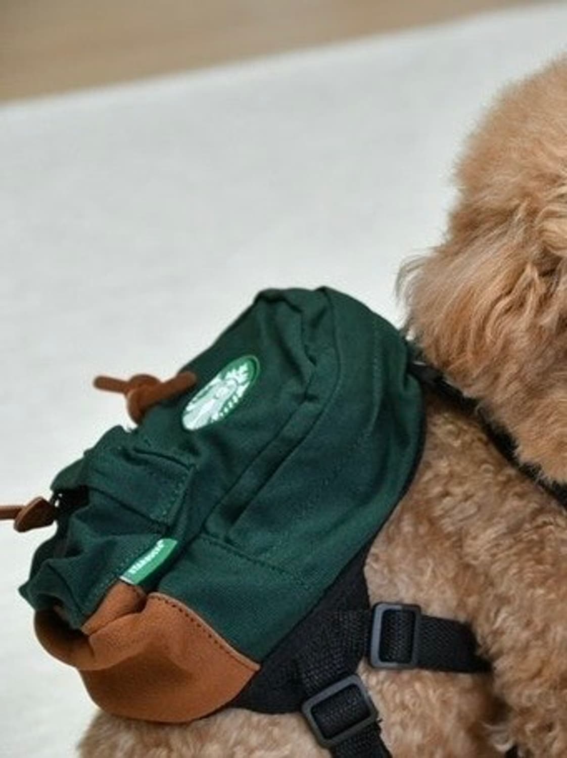 스타벅스 반려견 백팩 상품이미지1