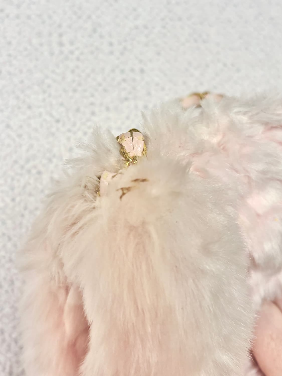 리즈리사 슈가돌 가방 블라우스 홈웨어 세트 히메갸루 라떼갸루 상품이미지2