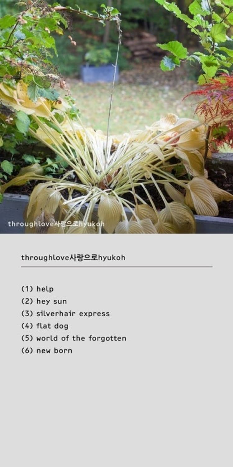 일괄)혁오 사랑으로 24 Lp / 혁오선셋aaa CD , 미니북 상품이미지2