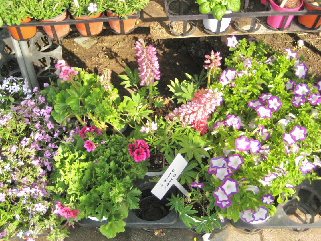 캐논 익서스 75 [작례⭕️] 상품이미지6