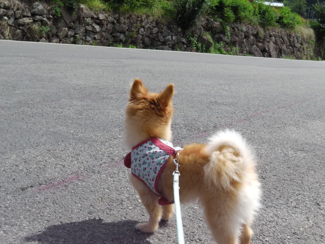 (작례o, 오렌지🍊)뉴진스 캠코너 파나소닉 HX-WA10 상품이미지5