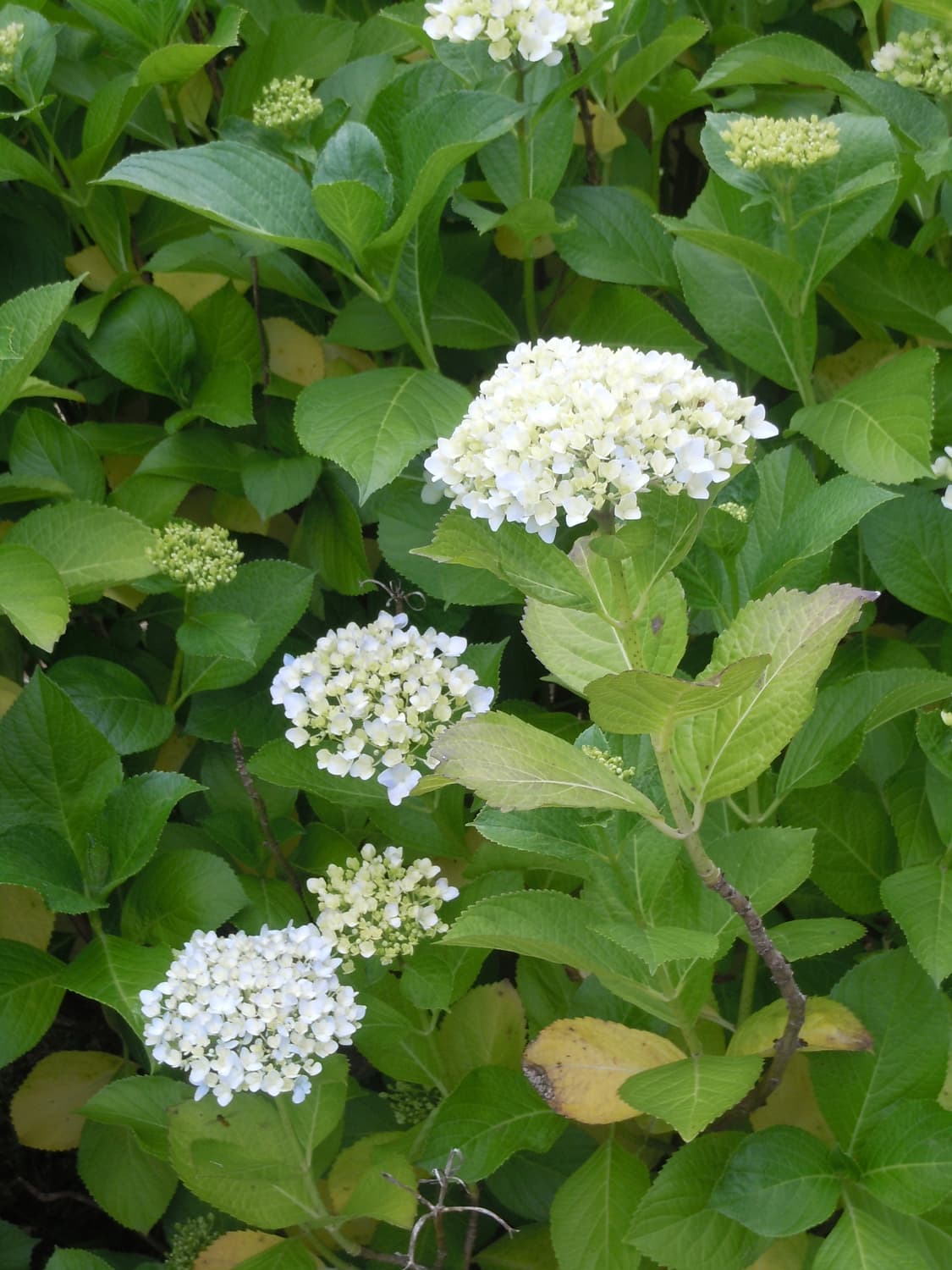 니콘 s6000 빈티지 디카 상품이미지3