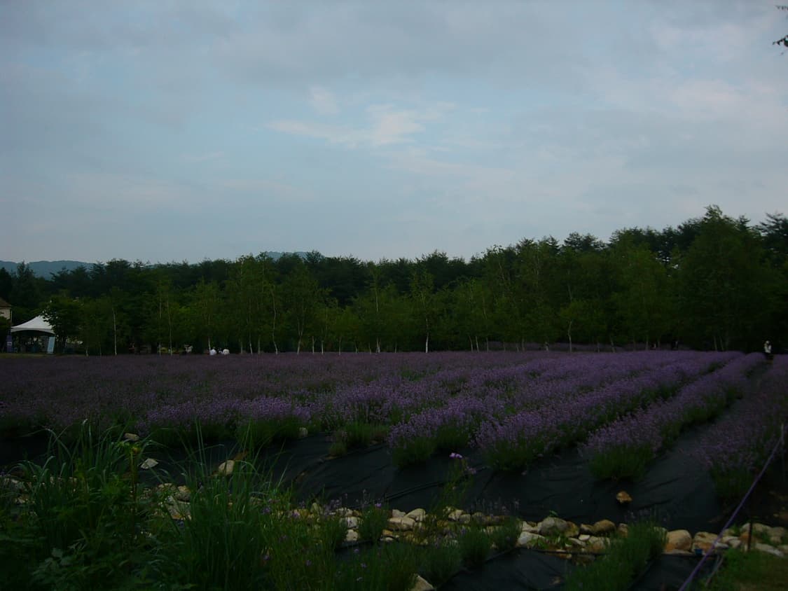 파나소닉 DMC-F1 빈티지 디카(작례 O) 상품이미지7