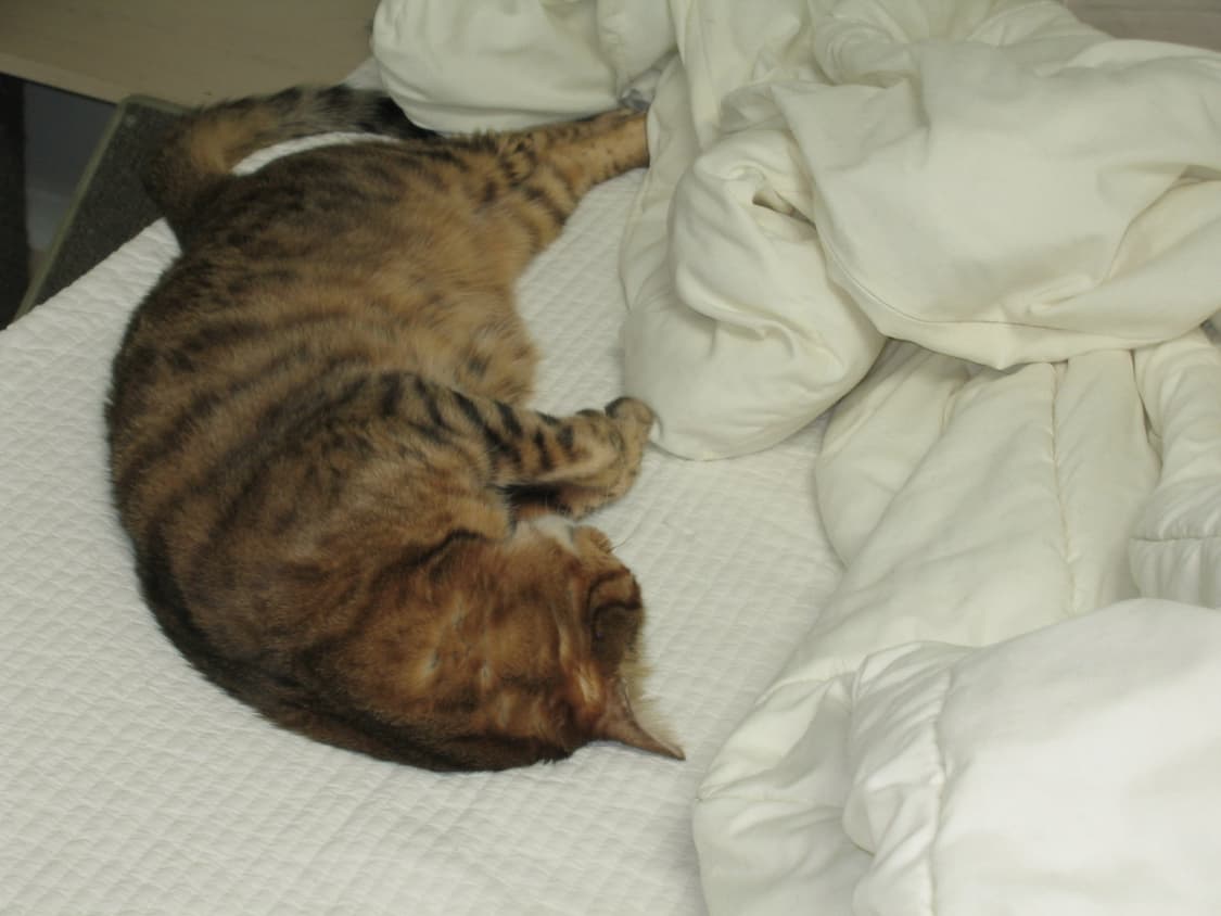 캐논 익서스 IIs 익시 30a 상품이미지10