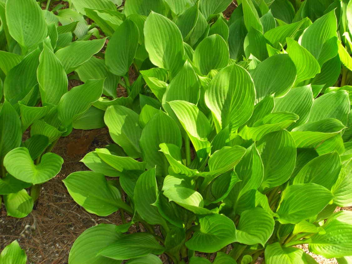 작례O) 카시오 엑슬림 z1080 빈티지 디카 Casio 상품이미지9