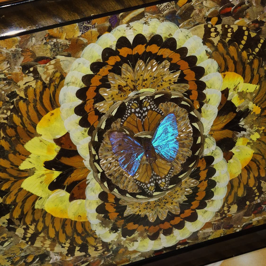 60s 모르포 나비 표본&날개 엔틱 대형 액자 상품이미지7