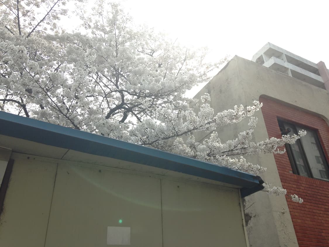 아이폰 5c 16gb 블루 (마지막 3장 작례) 상품이미지10