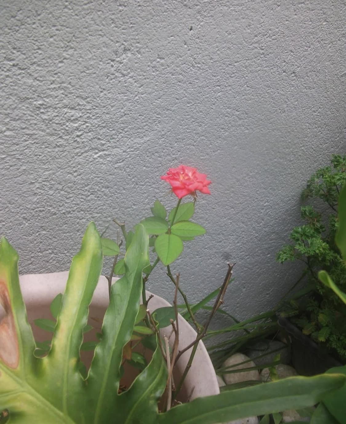 GE e1410 디지털카메라 상품이미지10