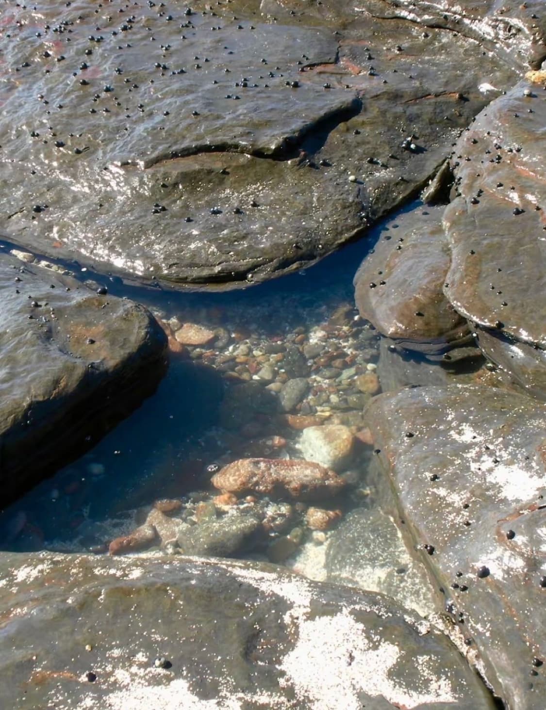 작례🫧𖠳ᐝRICOH 리코 R50 상품이미지3