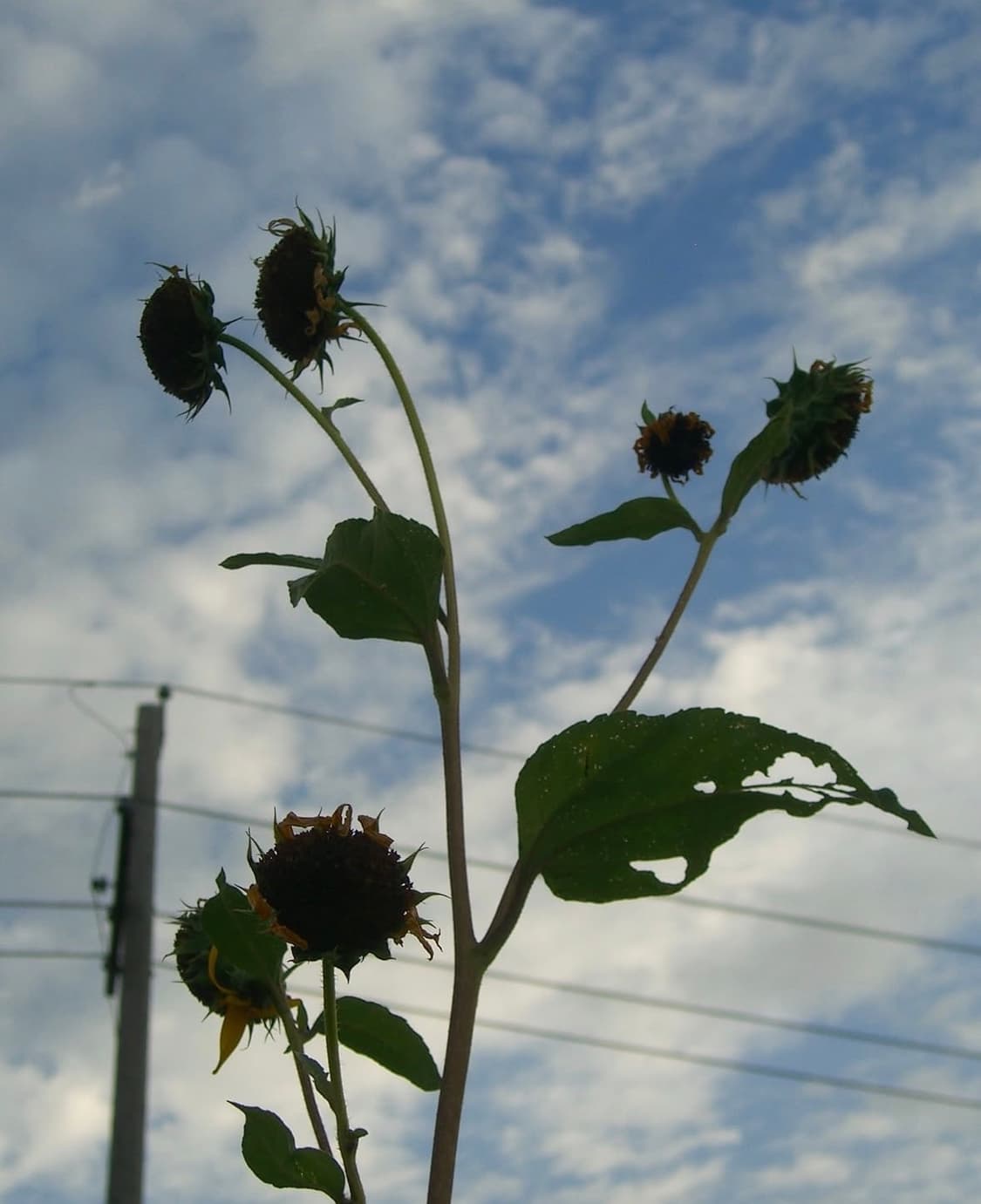 카시오 엑실림 ex z750 디지털카메라 상품이미지10