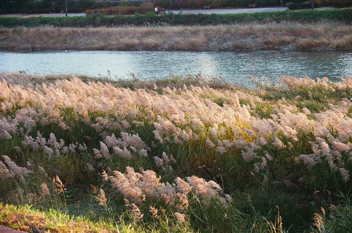 CANON EOS88 상품이미지9