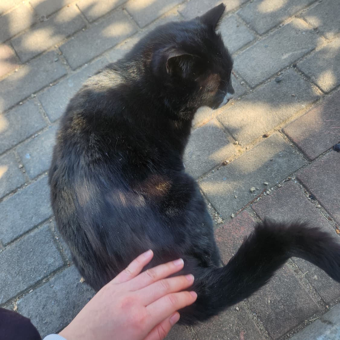 올린 옷들 오늘까지 판매. 상품이미지1