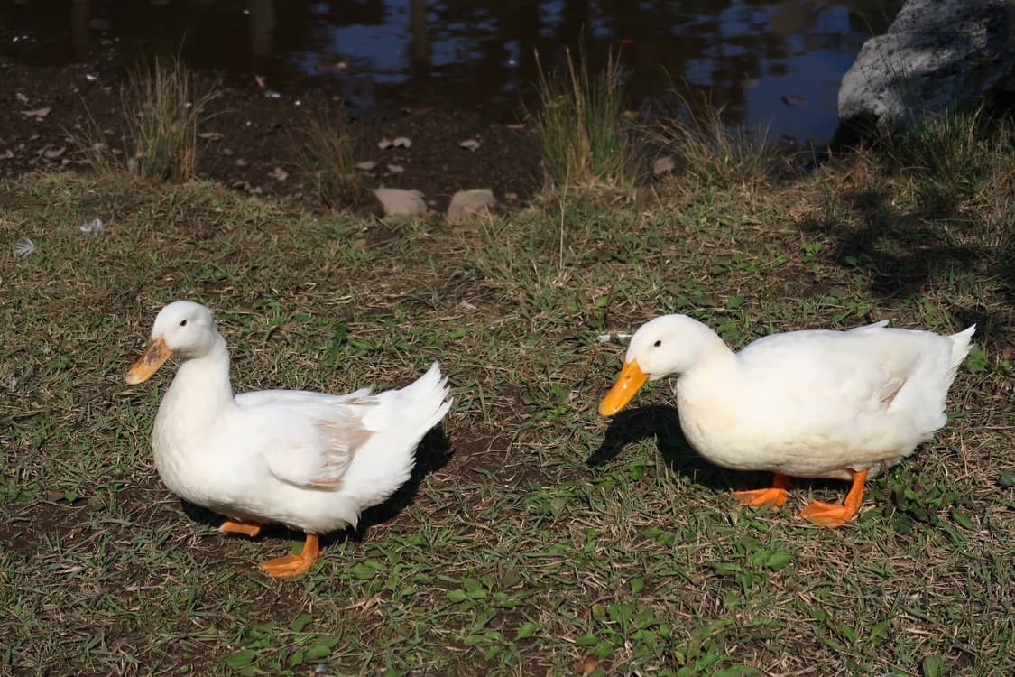 작례있음) 캐논 익서스70 ixus70 상품이미지6