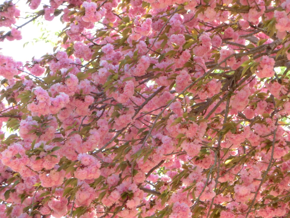 풀구성 레어 핑크🩷) Casio Exilim ZR400🌸 상품이미지9