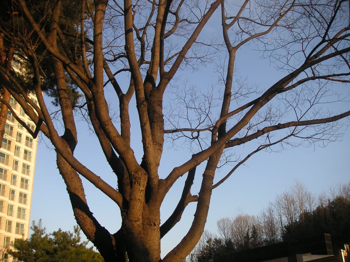 작례O,필카느낌) 코니카 미놀타 DiMage Xg 디카 minolta 상품이미지5