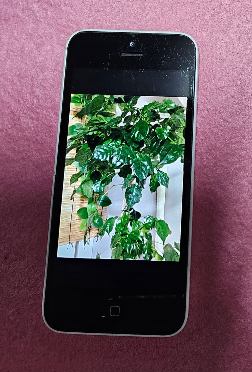 아이폰 5c  상품이미지7
