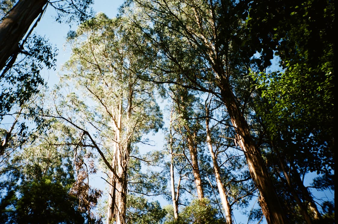 작례O 감성의 아이콘 코닥 335 필름카메라 빈티지 필카 상품이미지4