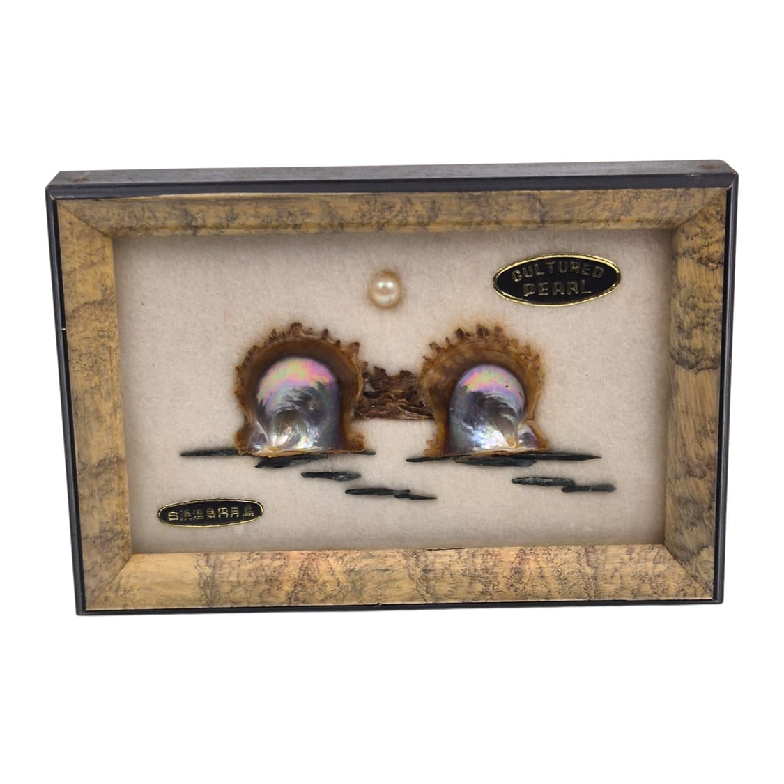 50s 이세시마 엔틱 진주 표본 조개 액자 상품이미지1