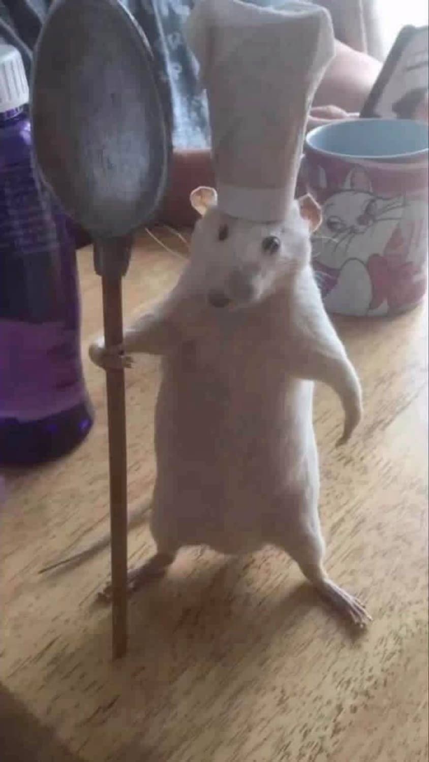 발렌시아가 스킨캣 xl 삽니다 상품이미지1