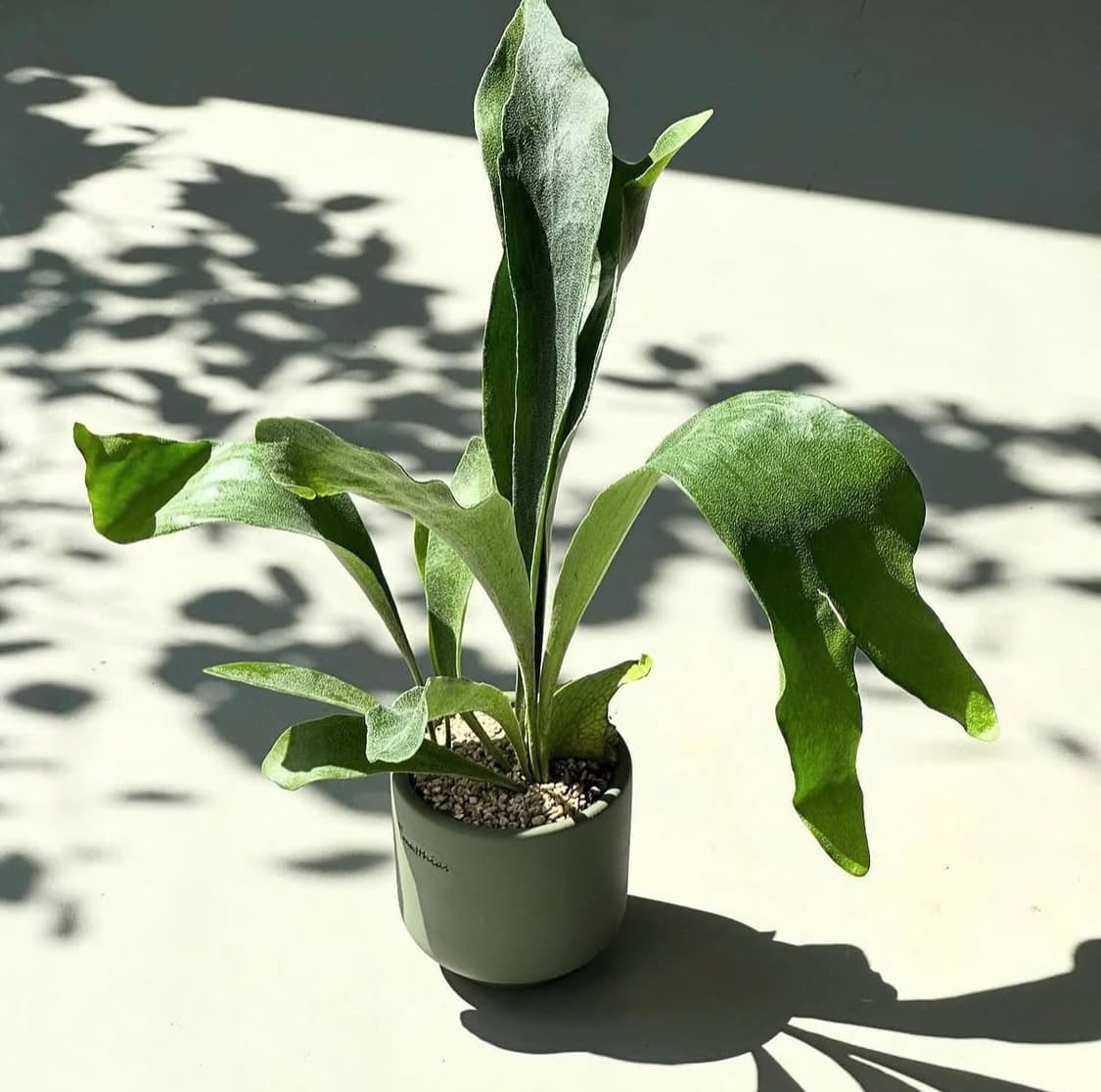 FUJIFILM FinePix 후지필름 파인픽스 A100 디지털카메라 상품이미지7